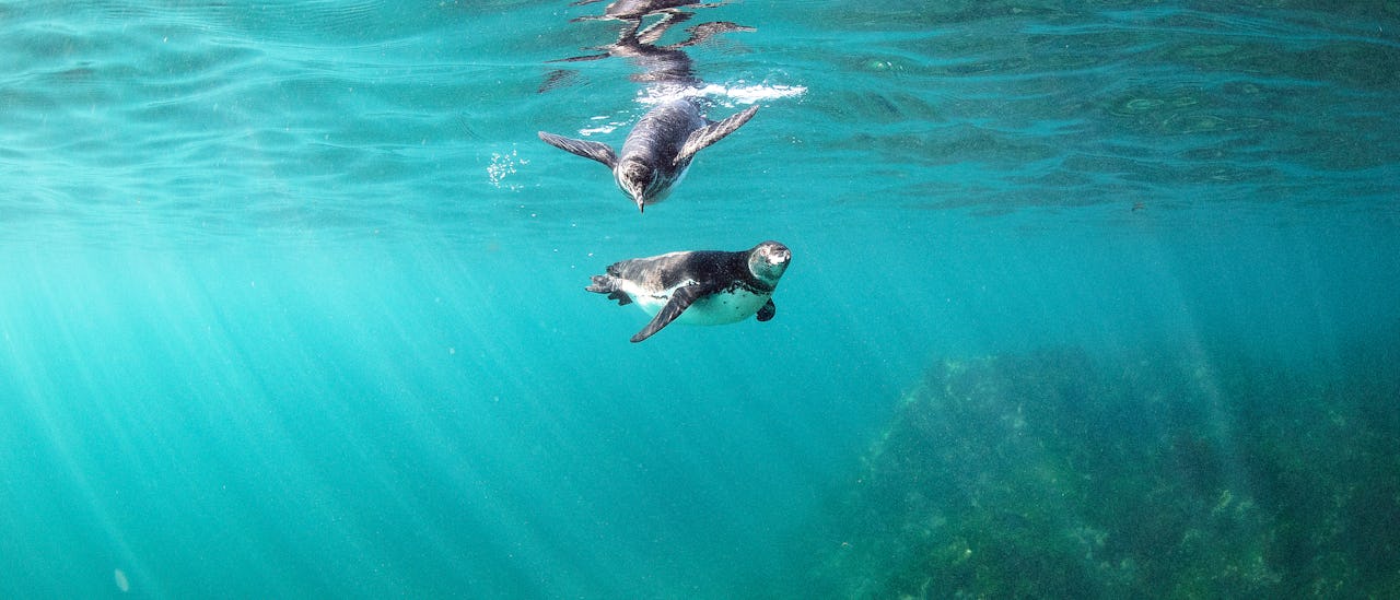 Snorkling med pingviner er som et eventyr.
